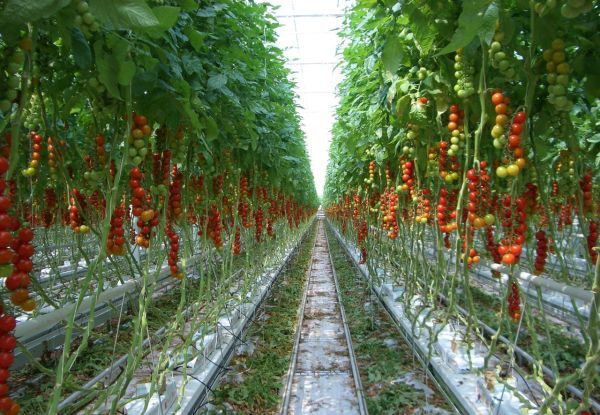 BGN 5 million are distributed to help greenhouse vegetable producers