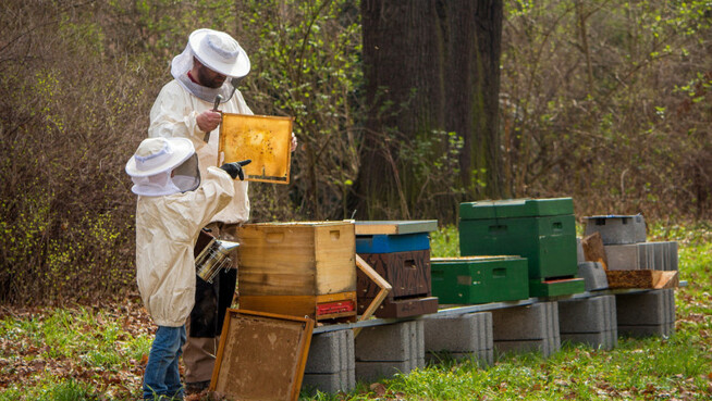 In just three days, the SFA processed and paid over BGN 4.132 million to de minimis beekeepers