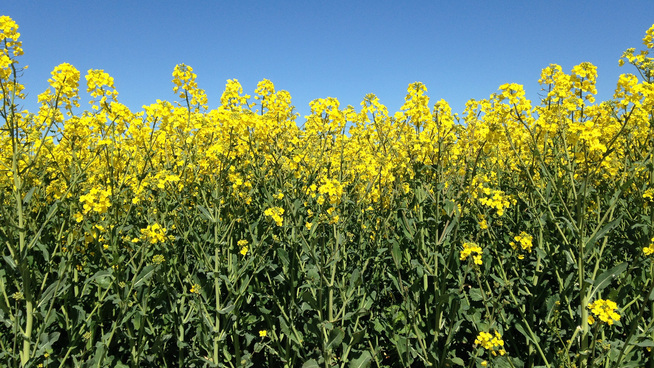 The EU expects the lowest rapeseed harvest in nearly 15 years