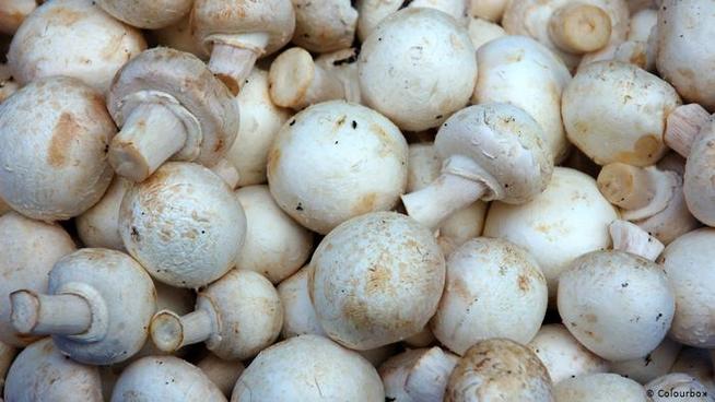 Scientists say mushrooms are the superfood of the future