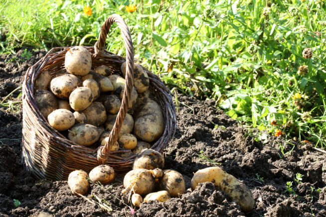 State aid: Commission approves €29 million Bulgarian scheme to support farmers breeding large and small ruminants and potato growers affected by coronavirus outbreak | EU Commission Press