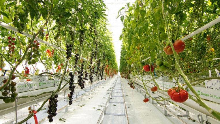 See how a modern greenhouse works